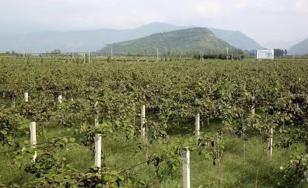 眉县猕猴桃果园全景